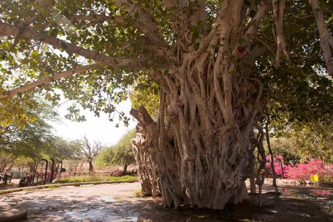 درختی قدیمی و سبز