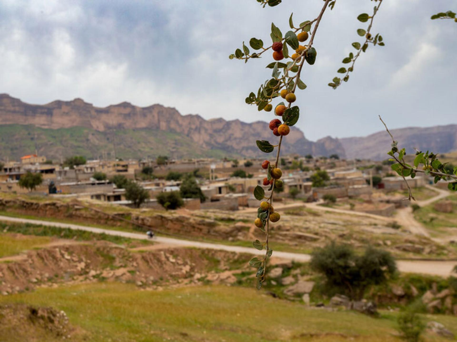 درخت بلوط و بادام طبیعت سردشت دزفول خوزستان