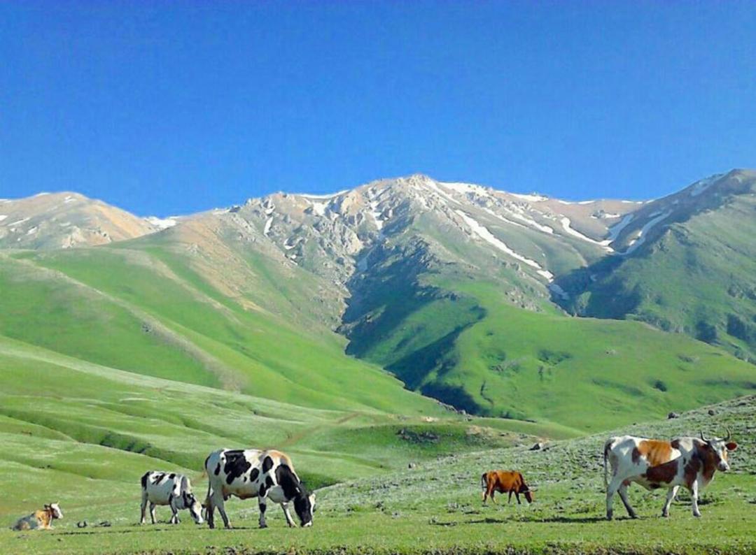 دام‌های جواهردشت