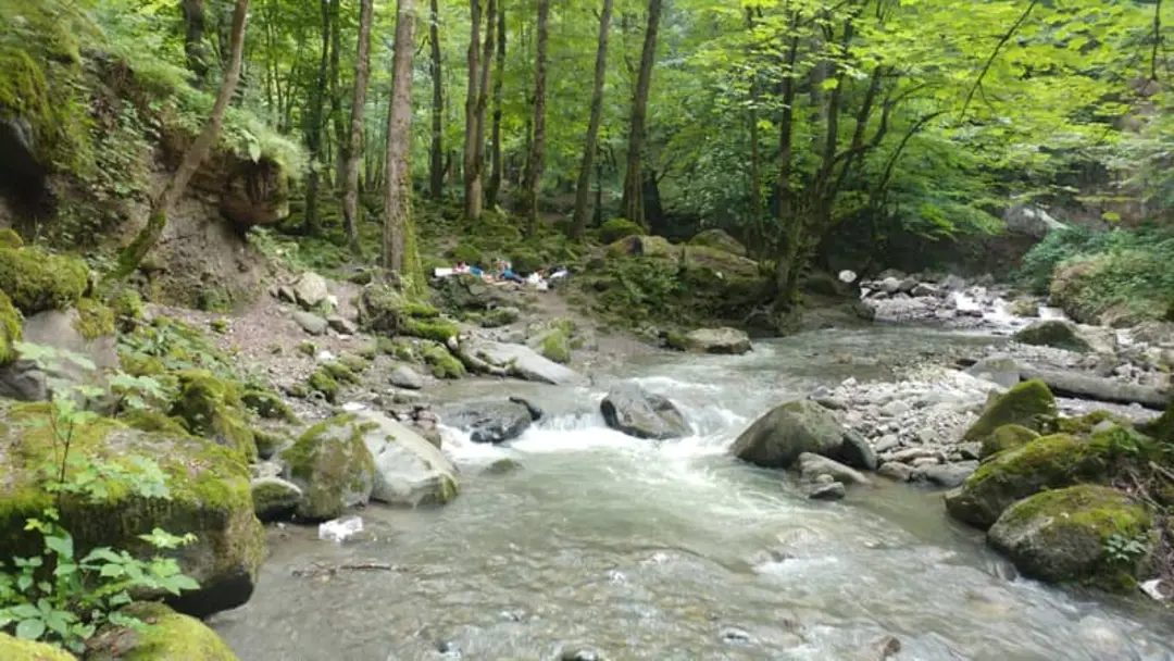 پارک جنگلی صفارود