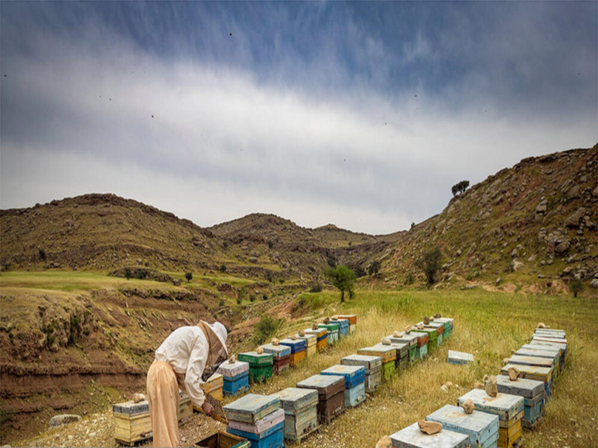 کندوی زنبور عسل سردشت دزفول