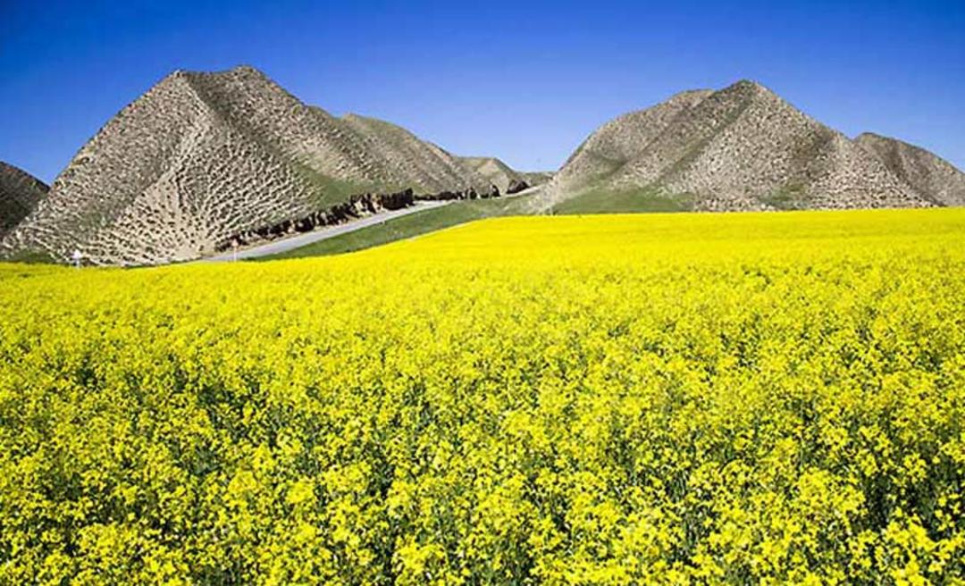 ترکمن صحرا