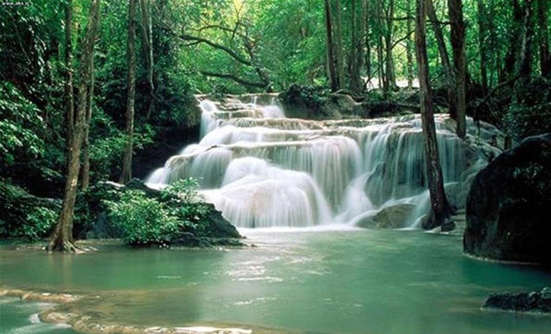 جنگل هیرکانی