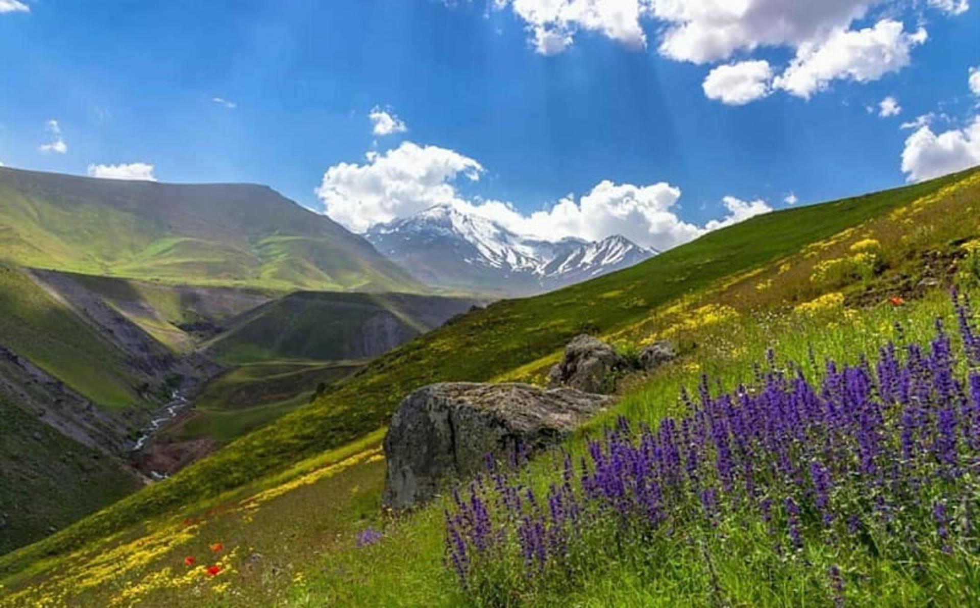 گل‌های وحشی در جهنم دره مشگین شهر