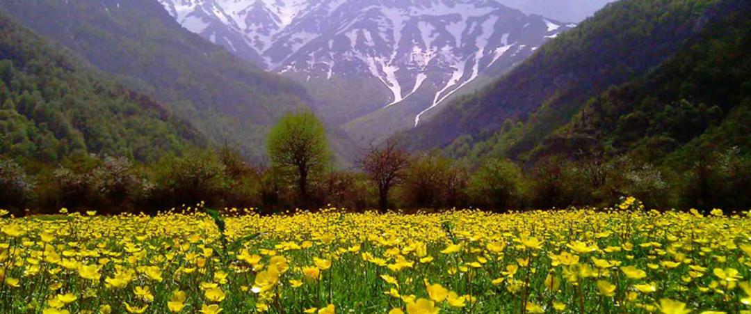 دشت گل جواهردشت