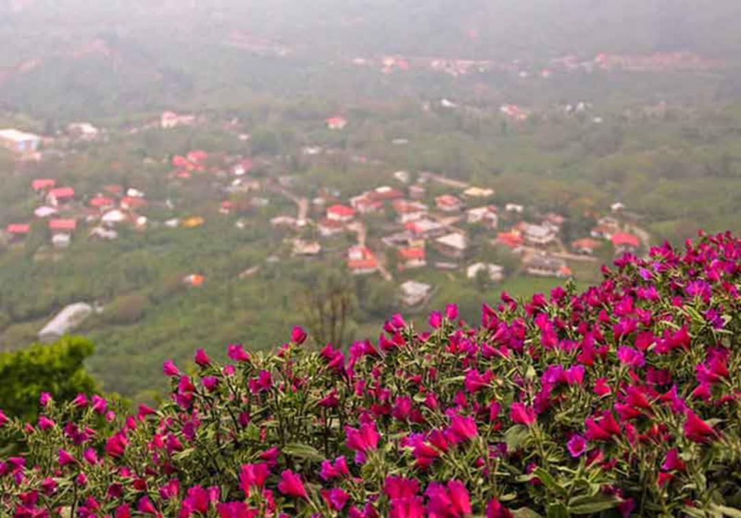 مزارع گل گاو زبان جنت رودبار