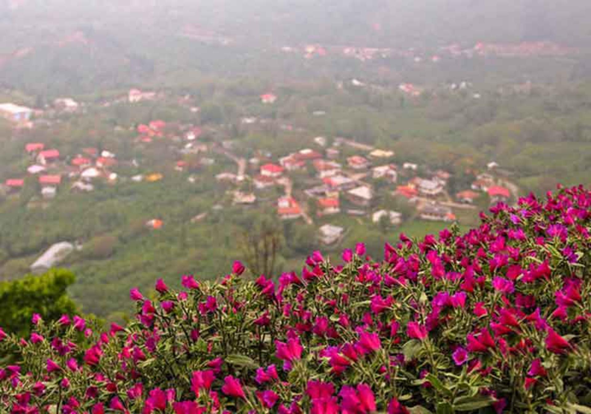 مزارع گل گاو زبان جنت رودبار