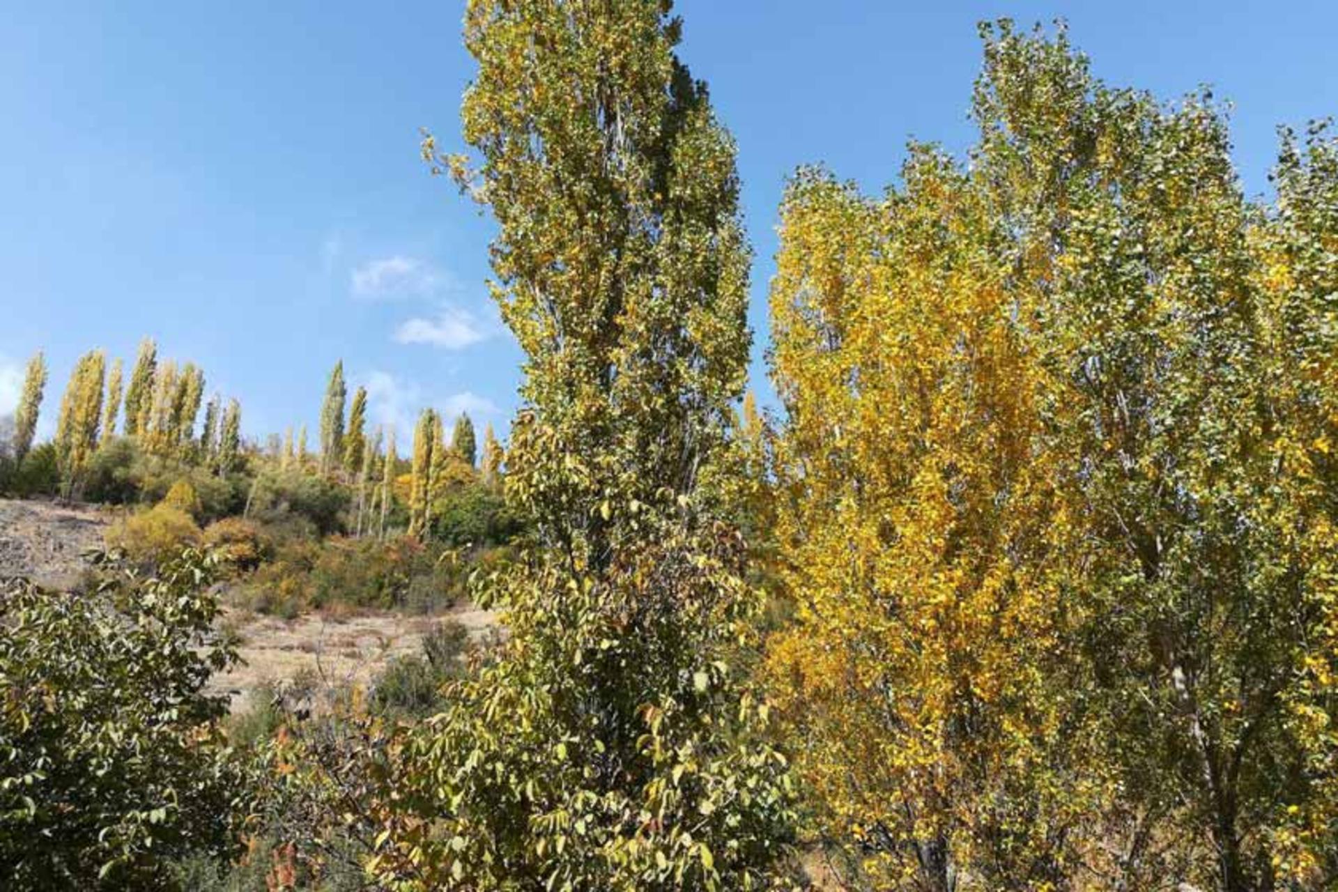 روستای زشک