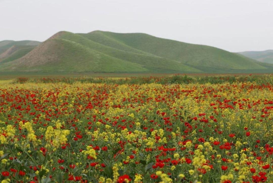 دشت شقایق ترکمن صحرا