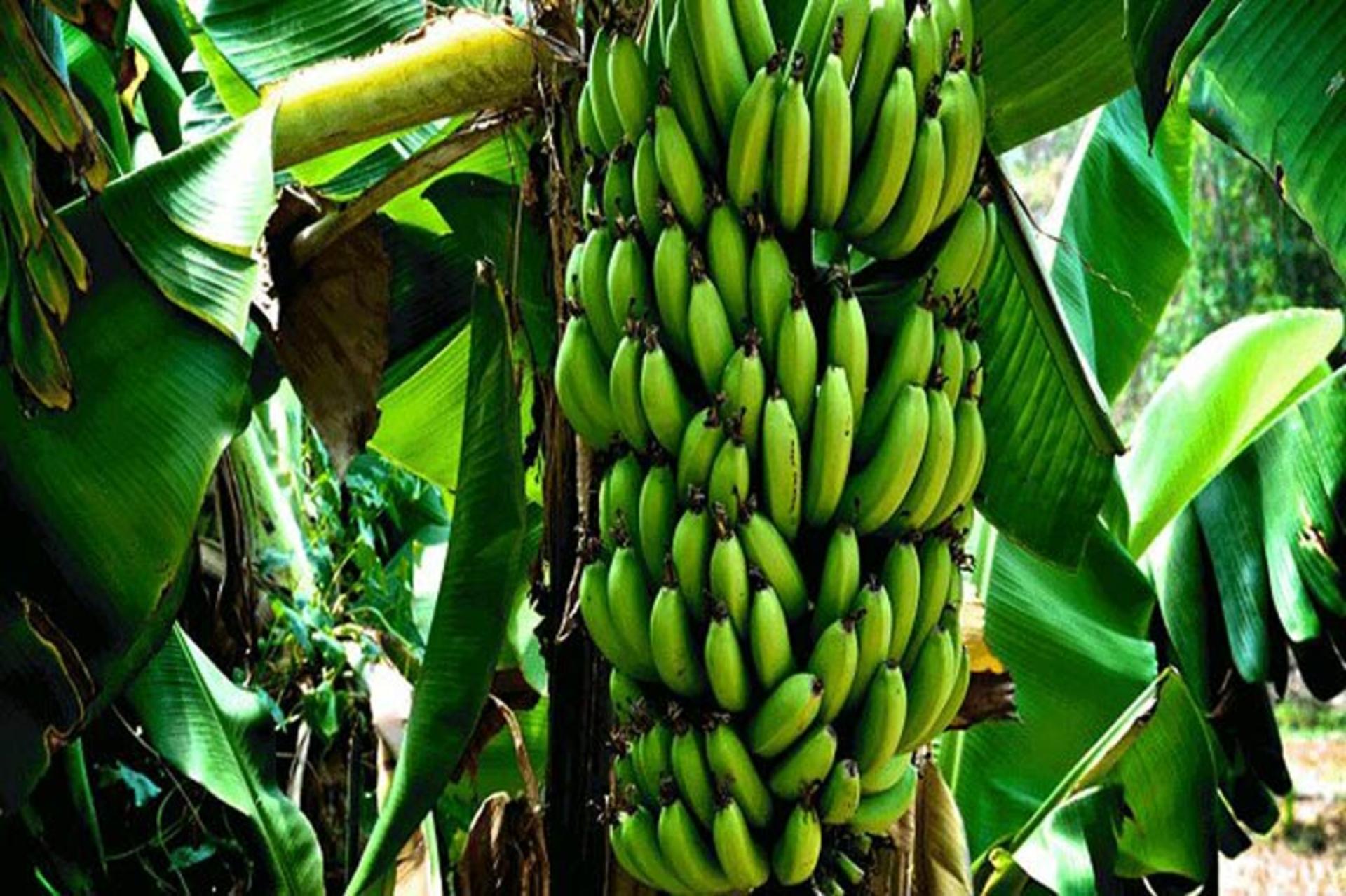موزهای کنارک چابهار
