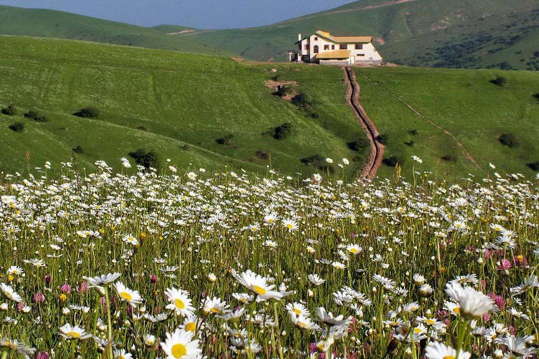 بابونه ها و ویلایی در جنگل فندقلو