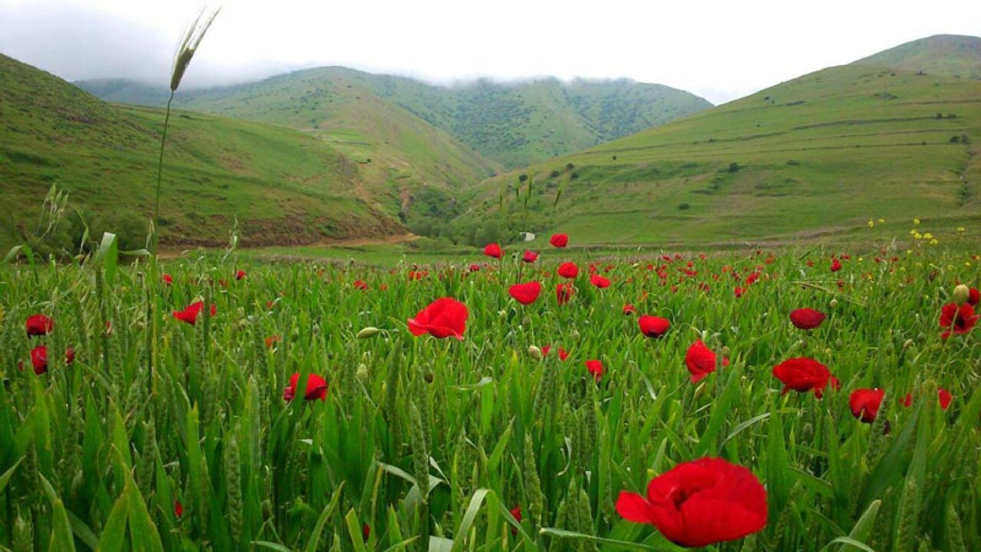 روستای آلایله