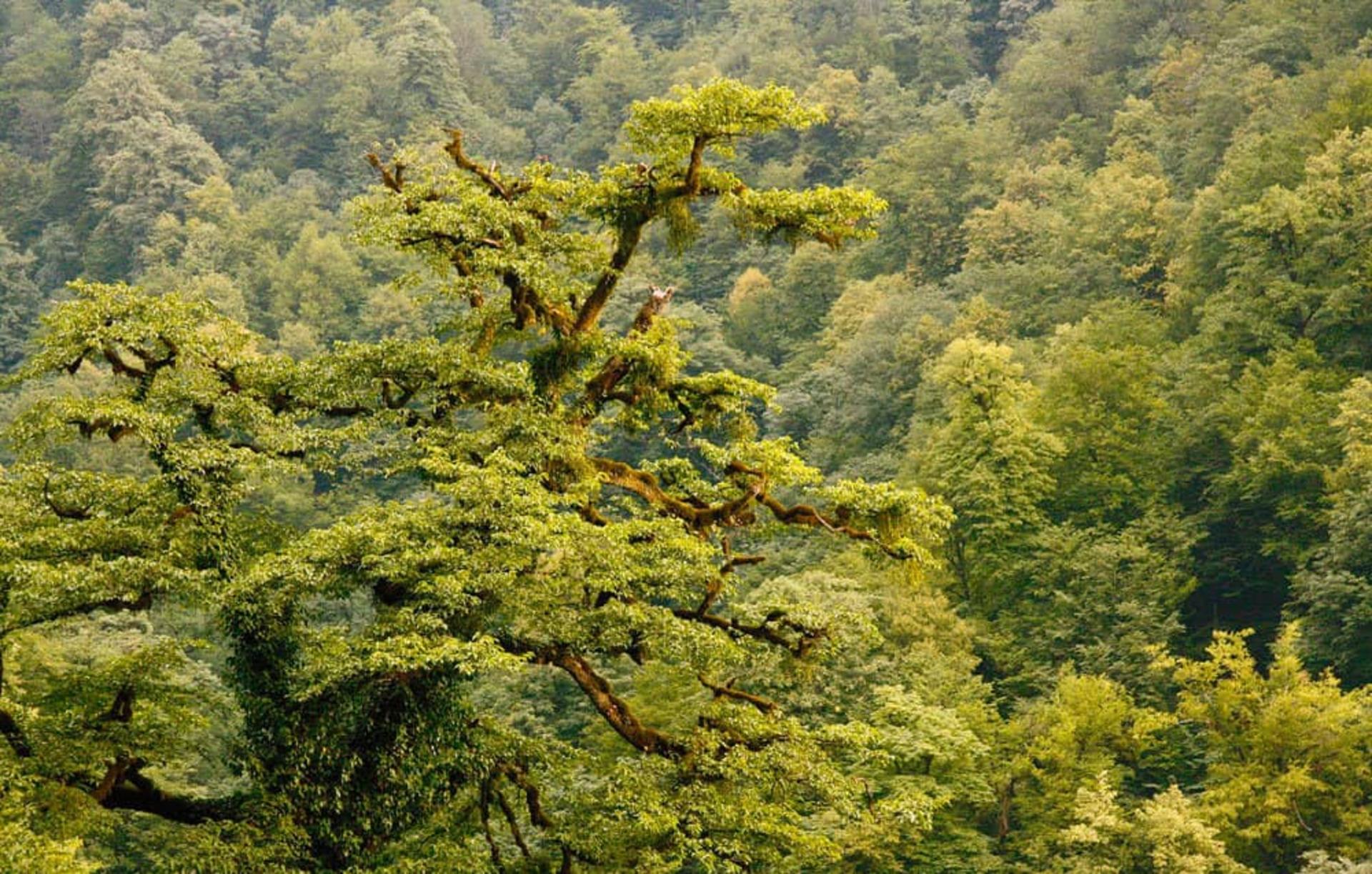 طبیعت زیبا و تماشایی قلعه رودخان