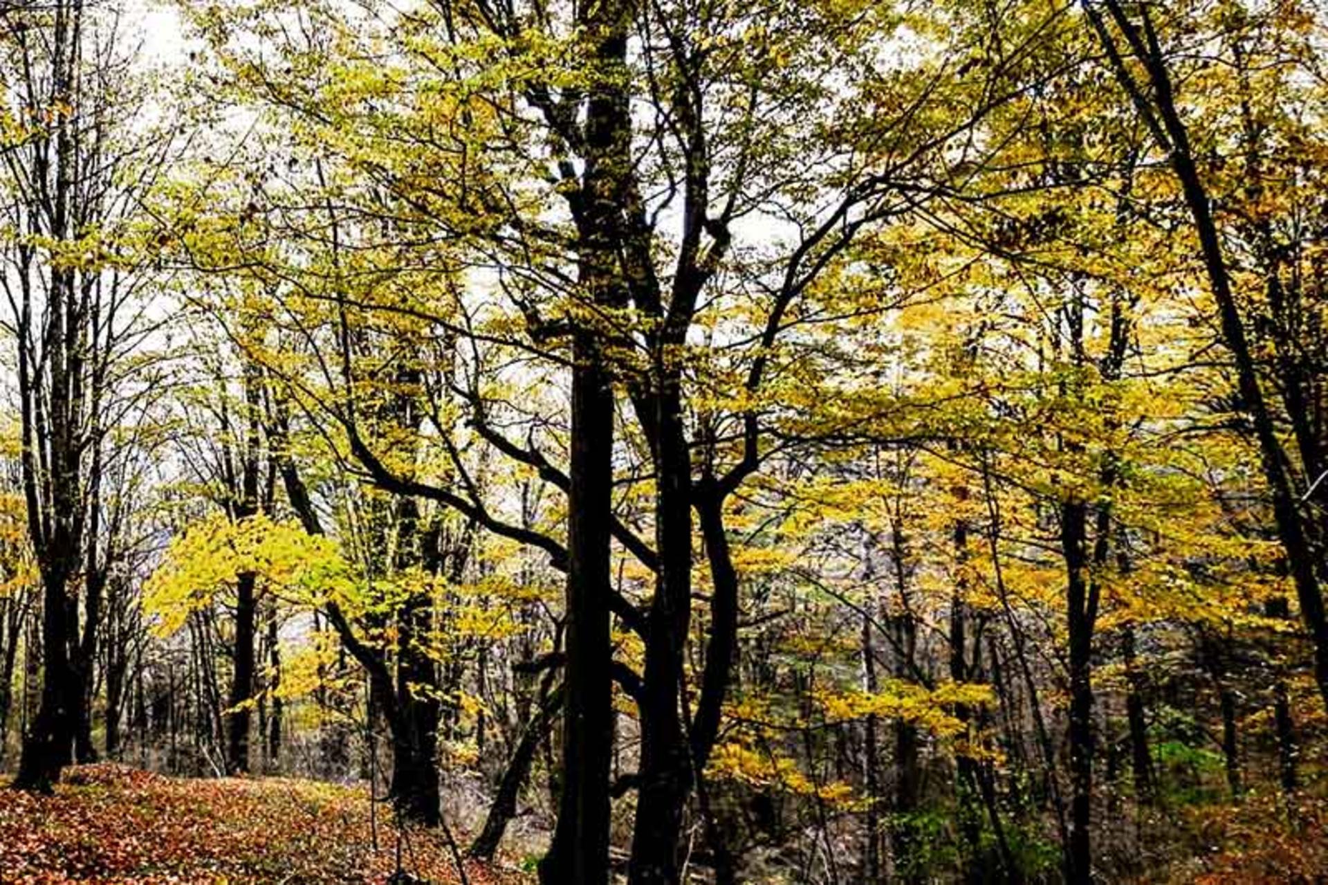 جنگل دالخانی در پاییز
