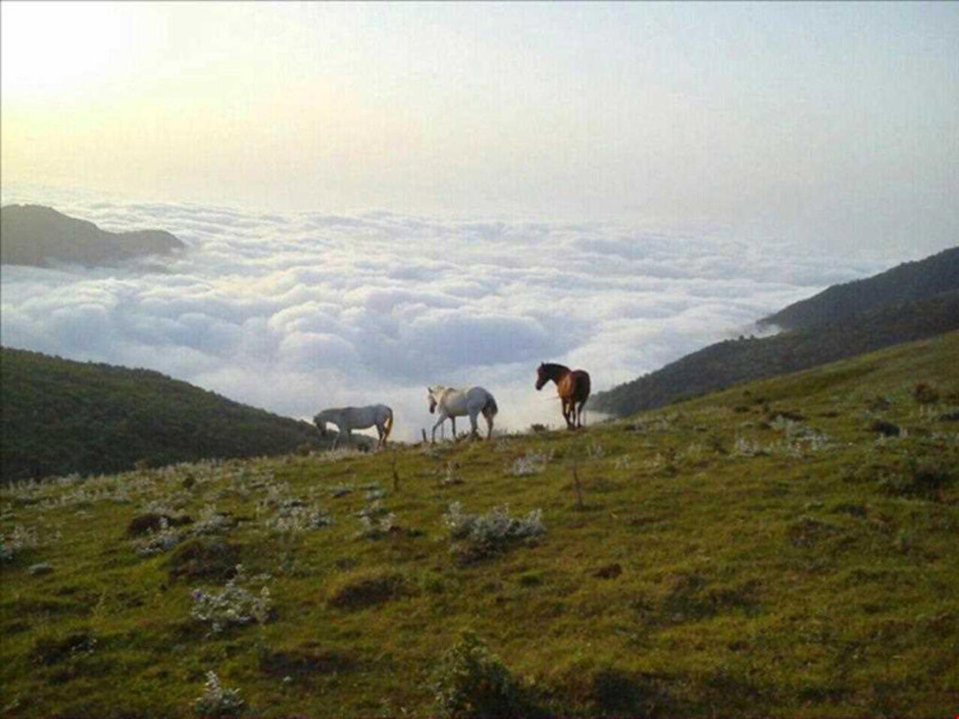 اسب های وحشی در جوهردشت