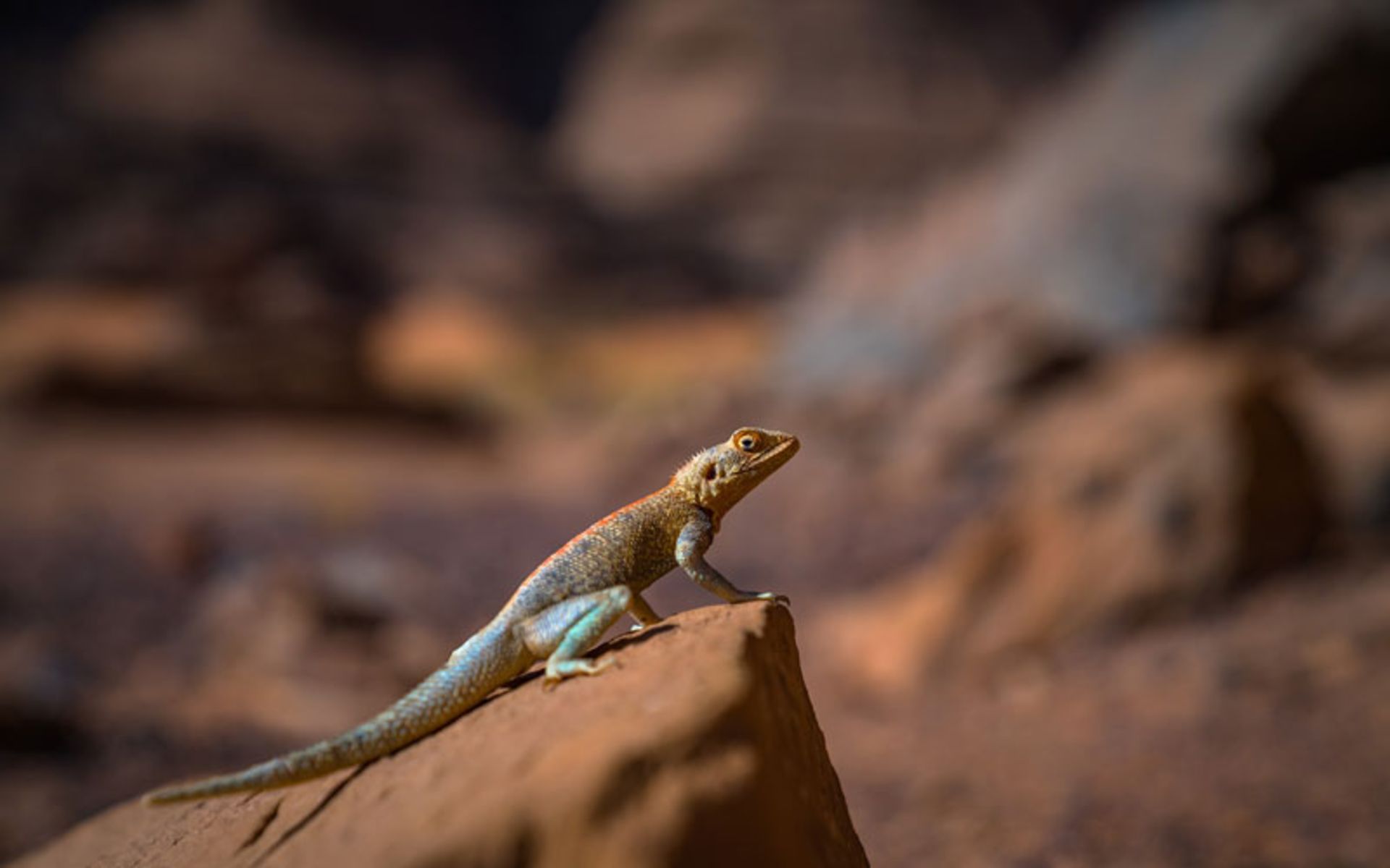 جانوران کویر الجزایر