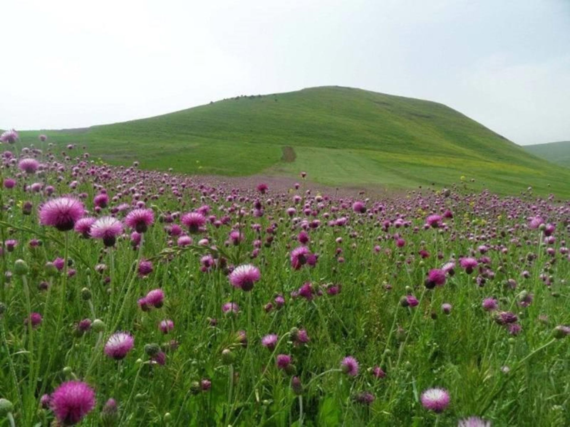 بهار در موران