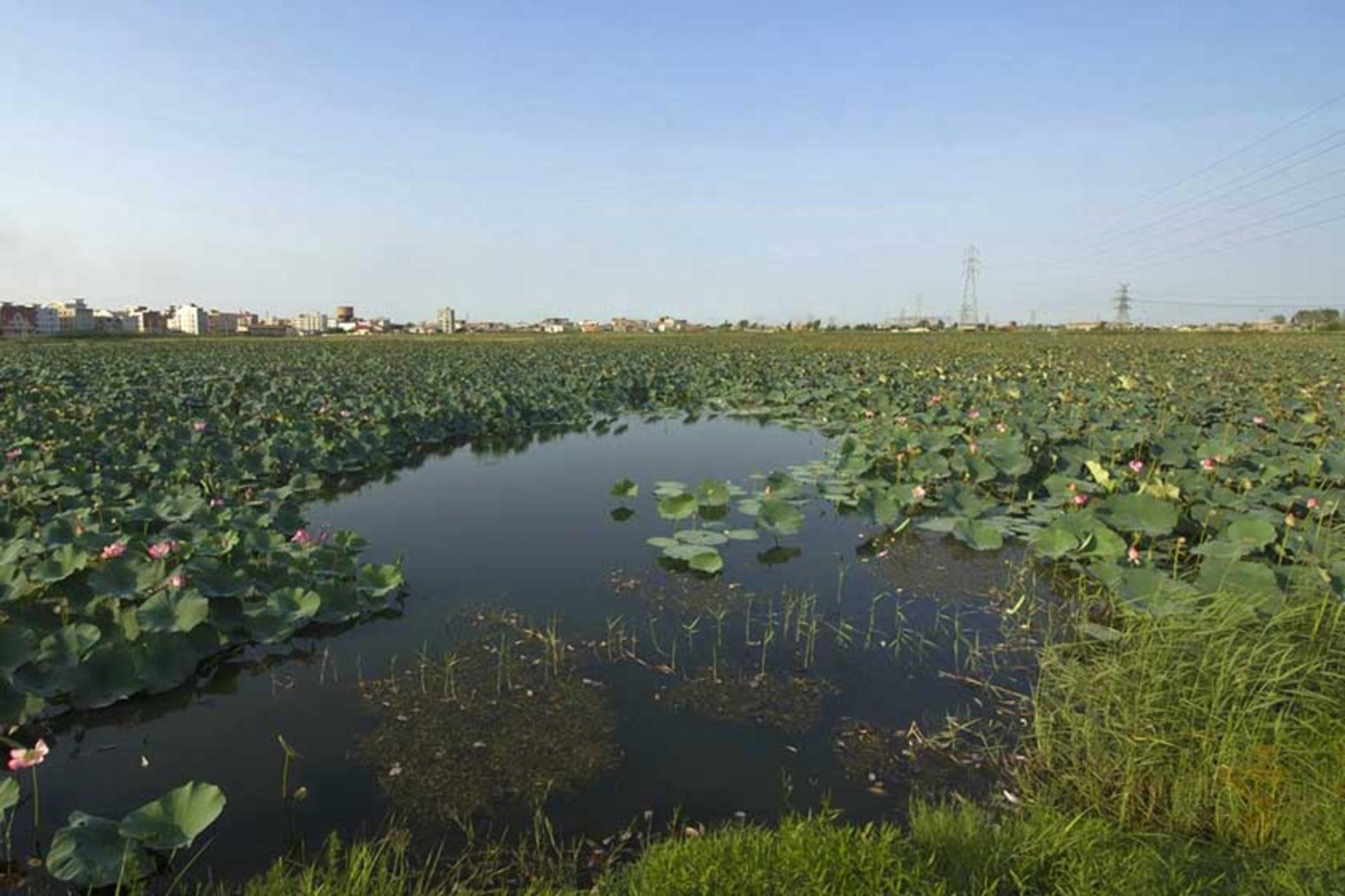تالاب حیدر کلا