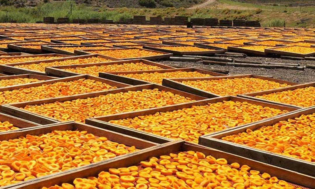 خشک کردن زردآلوهای قیسی صادراتی در شاهرود