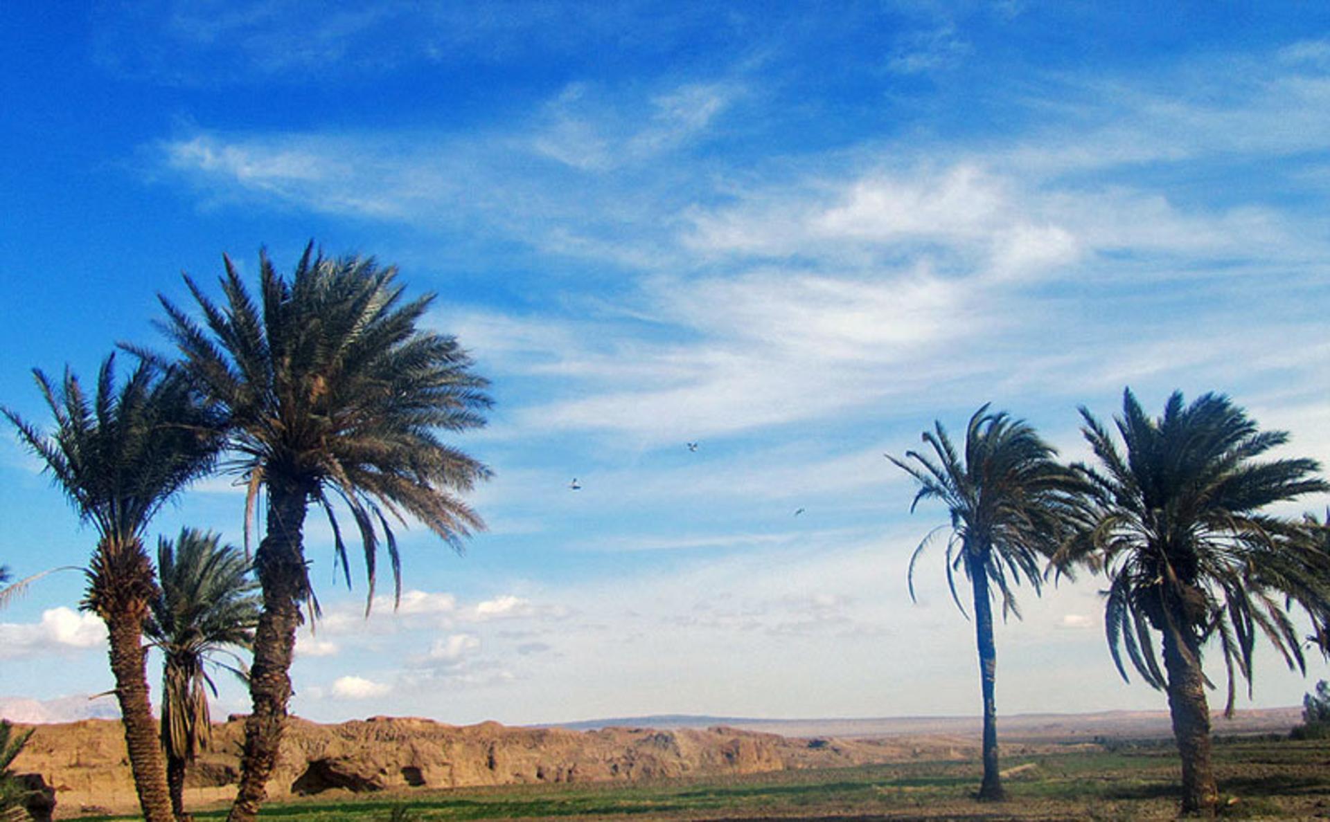 نخل‌های زیبا در روستای کویری طرود شاهرود