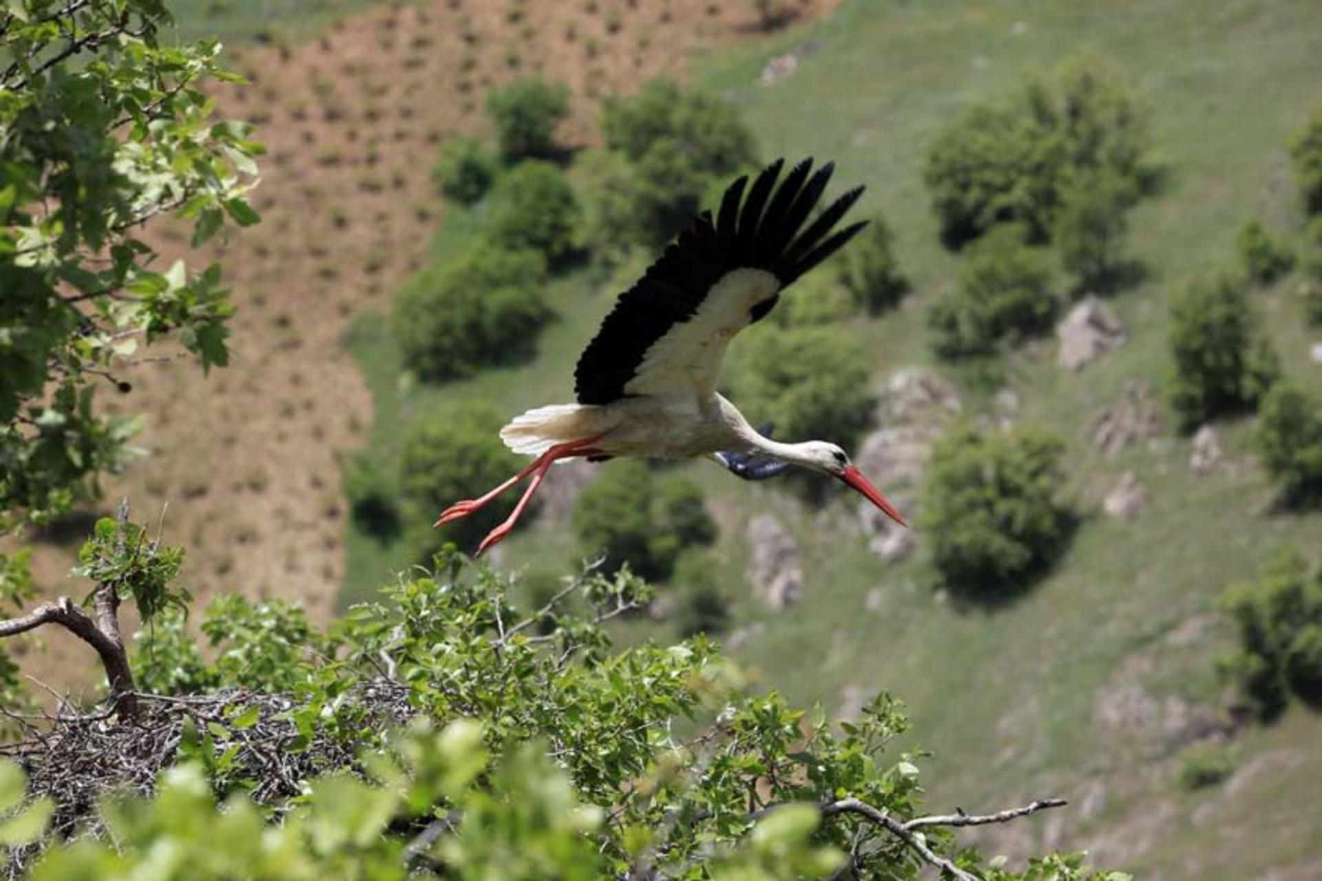 روستای دره تفی