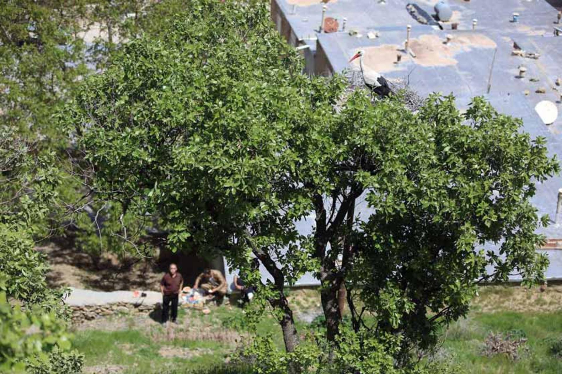 روستای دره تفی