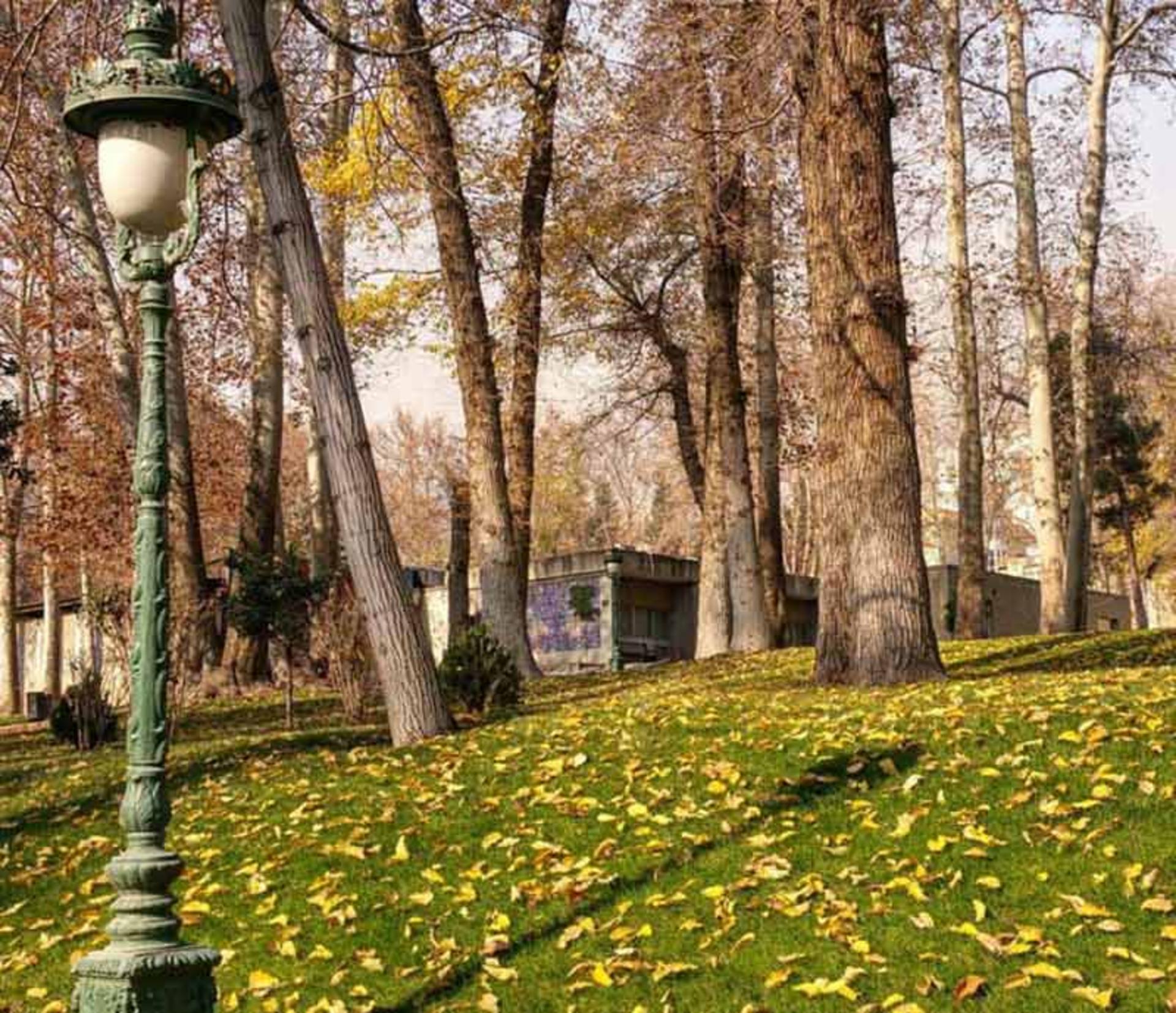 محوطه باغ نیاوران و درختان بلند باغ در پاییز