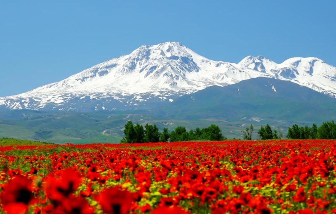 دشت زیبای شقایق در دامنه سبلان در نزدیکی شهر سرعین