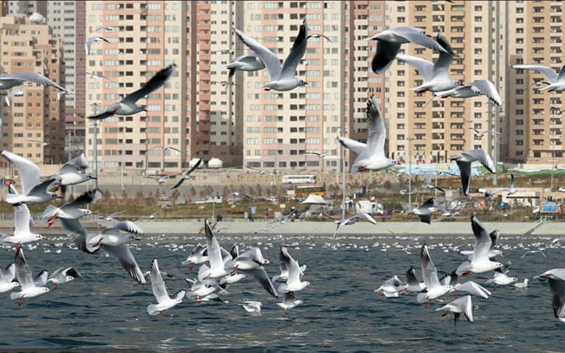 عکس دریاچه چیتگر با پرنده های مهاجر