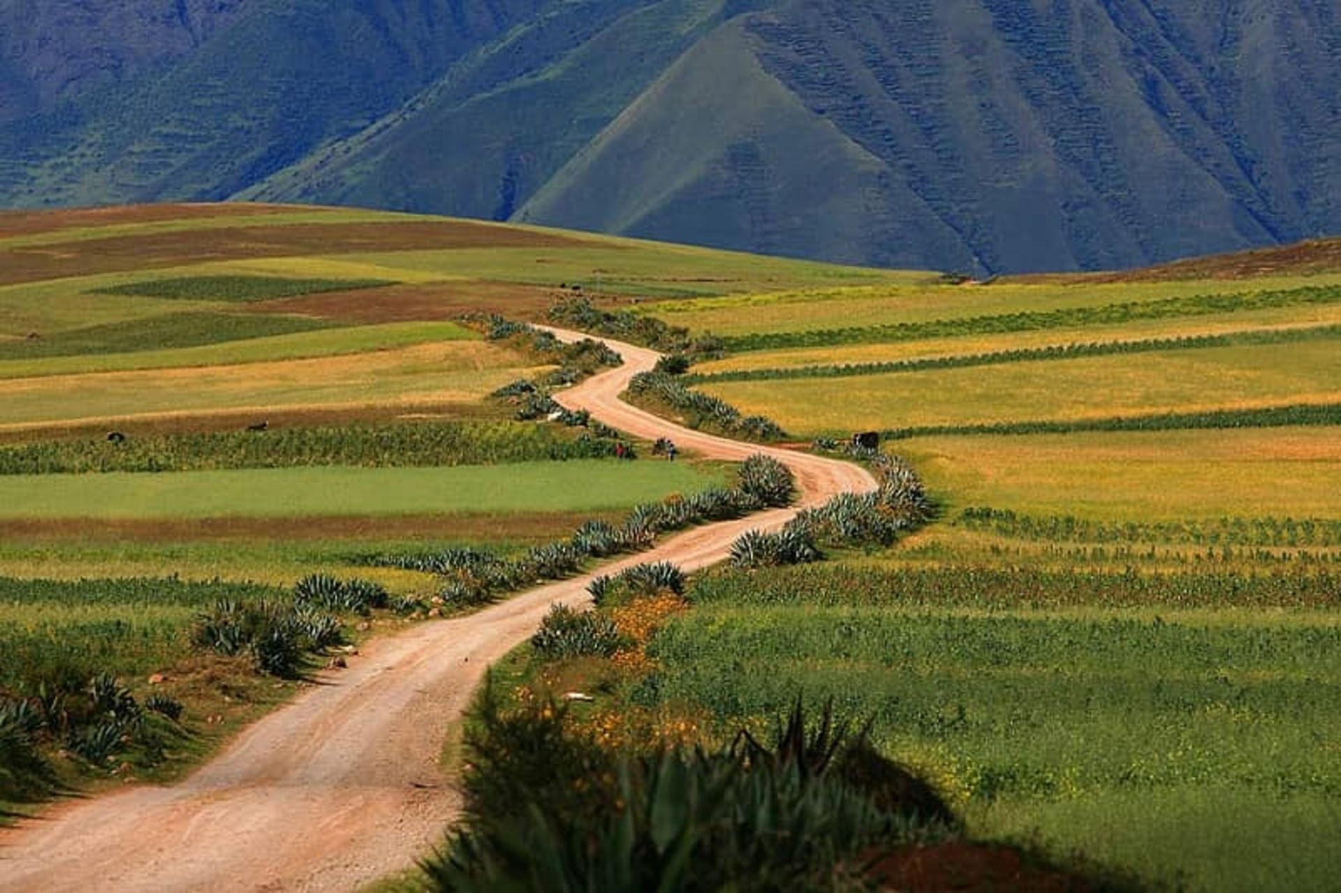 پیش به سوی ماچو پیچو