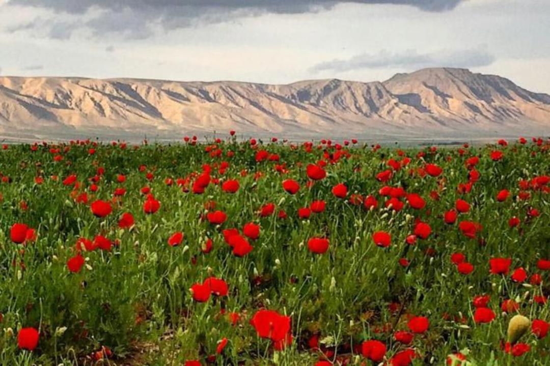دشت شقایق کالپوش 