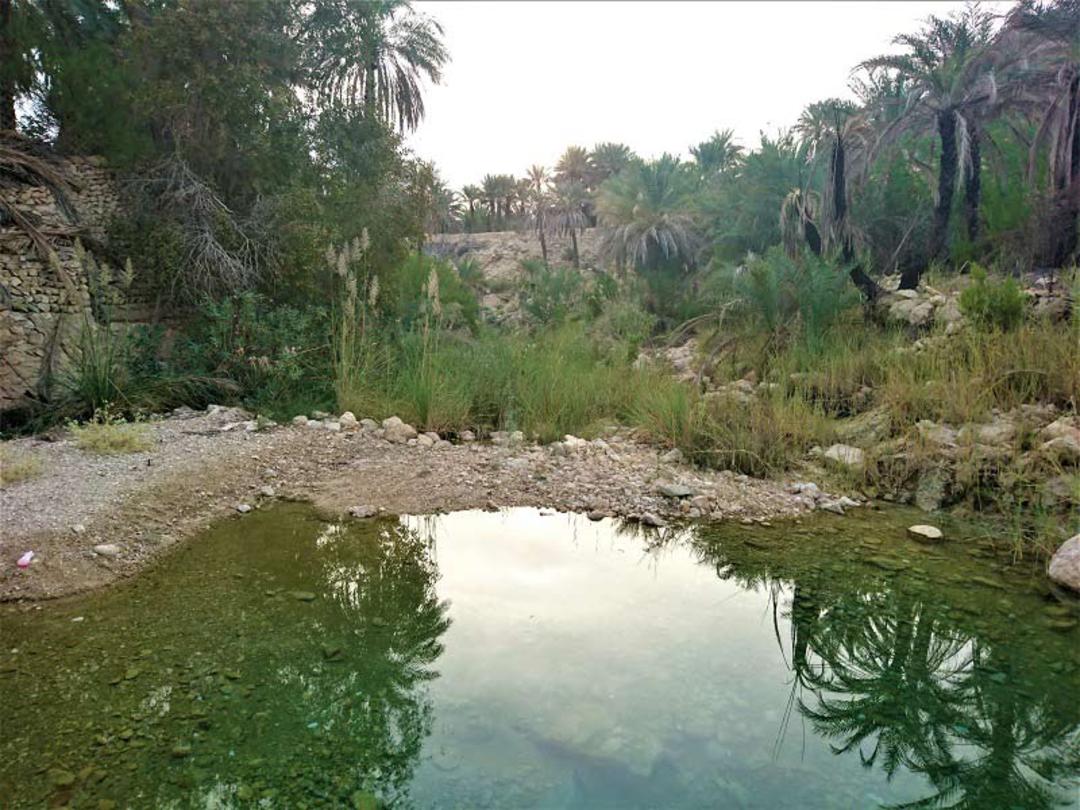 نخلستان و چشمه روستای بناب بندر عباس