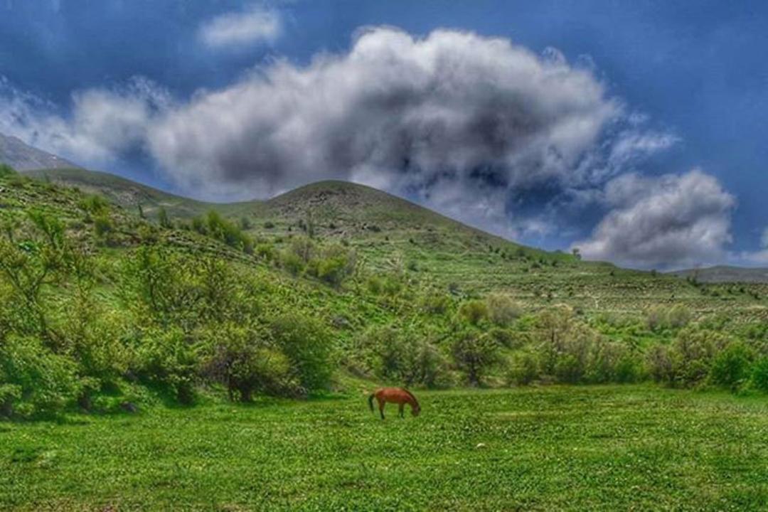 طبیعت سرسبز دشت آزو و اسب وحشی در آن