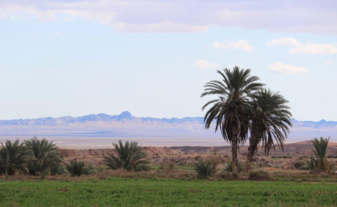 منظره نخل در روستای کویری طرود شاهرود