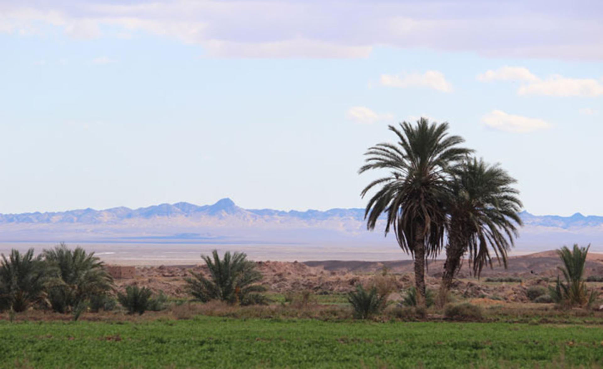 منظره نخل در روستای کویری طرود شاهرود