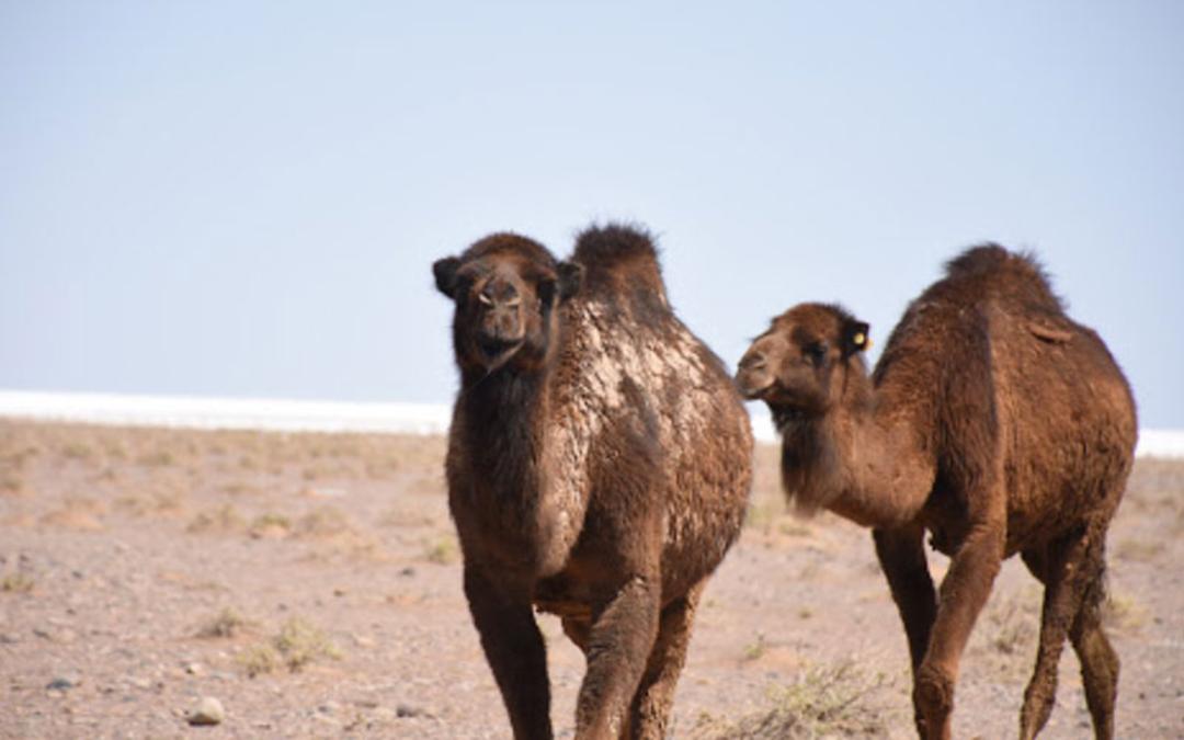 شترهای کویر مصر