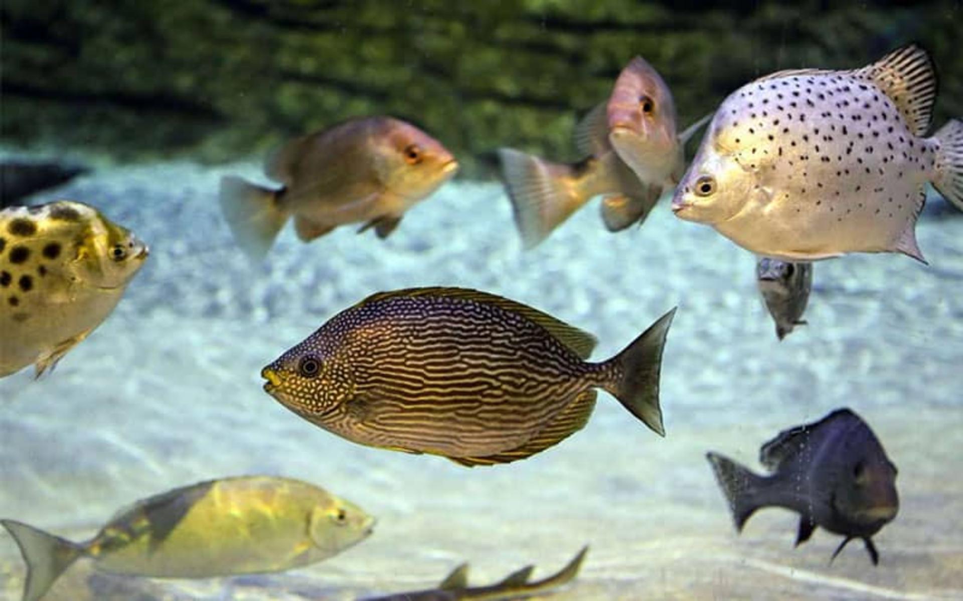 ماهی های رنگارنگ کوچک