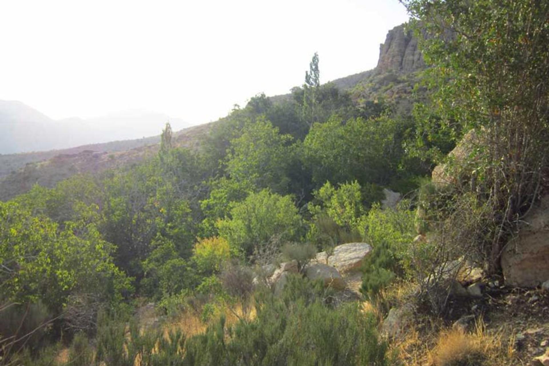روستای لایزنگان