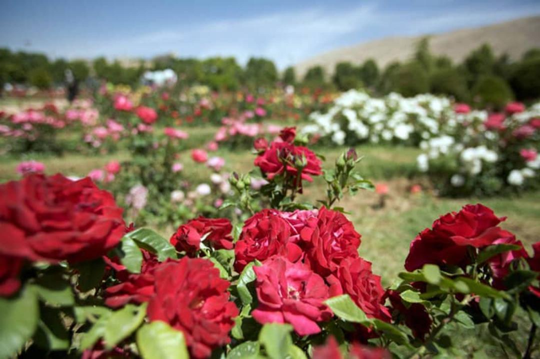 گل‌های سرخ باغ گیاه‌شناسی 