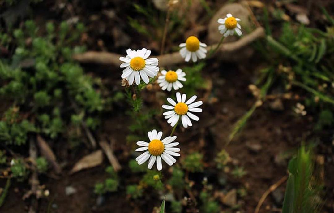 بابونه باغ گیاه‌شناسی