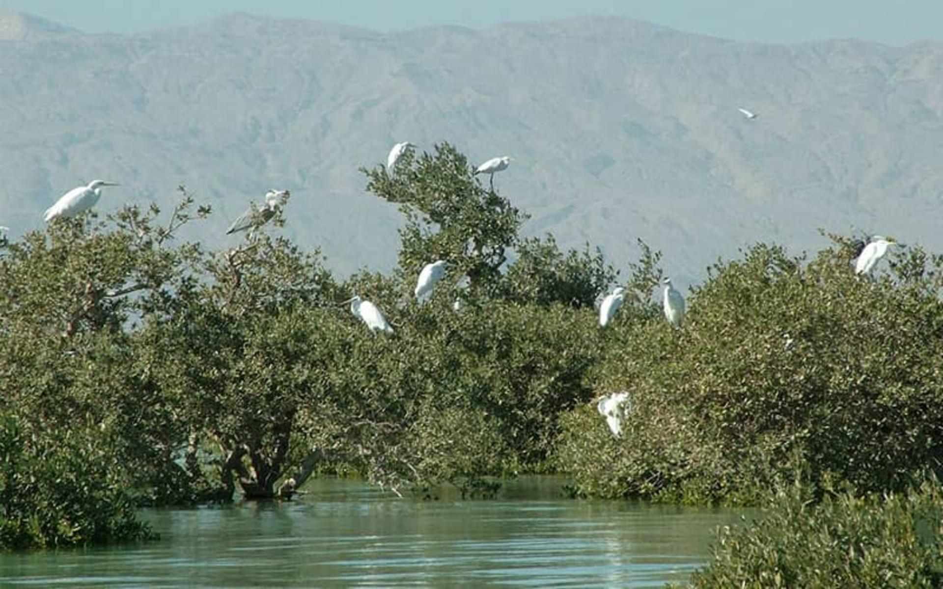پرنده های سفید رنگ در میان شاخه درختان