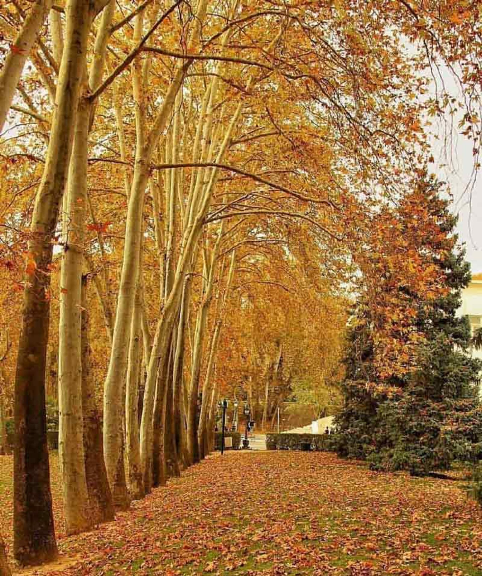 درختان سر به فلک کشیده زرد رنگ و برگ‌های پاییزی در کاخ سعد آباد