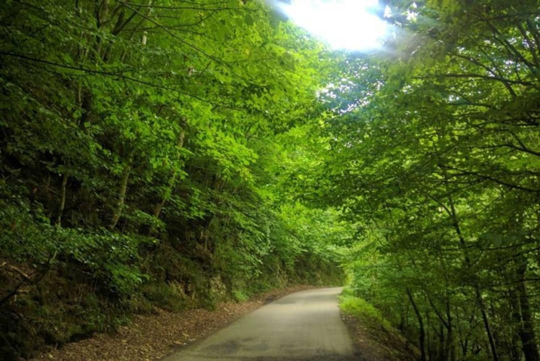 مسیر جنگلی آبشار ویسادار در انبوه درختان