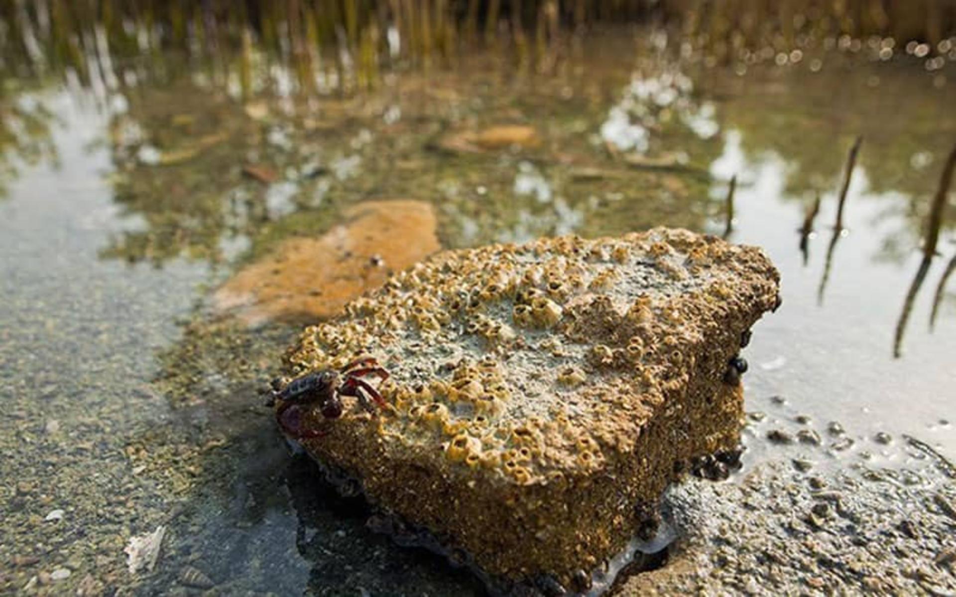 خرچنگی کوچک روی یک تکه سنگ