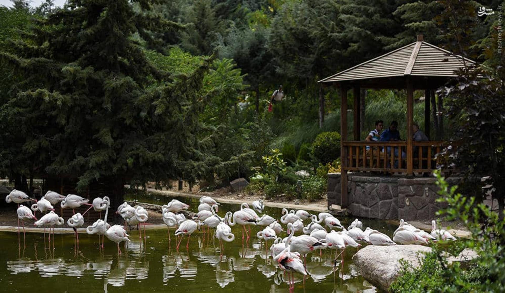 آلاچیق باغ پرندگان تهران