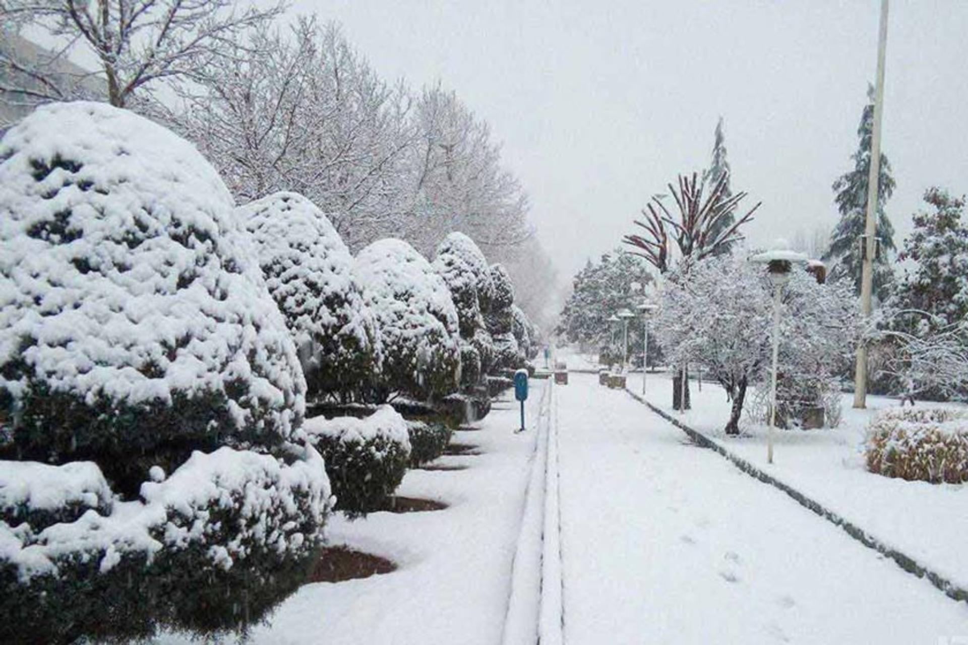 خیابان و درختان پر برف در تهران