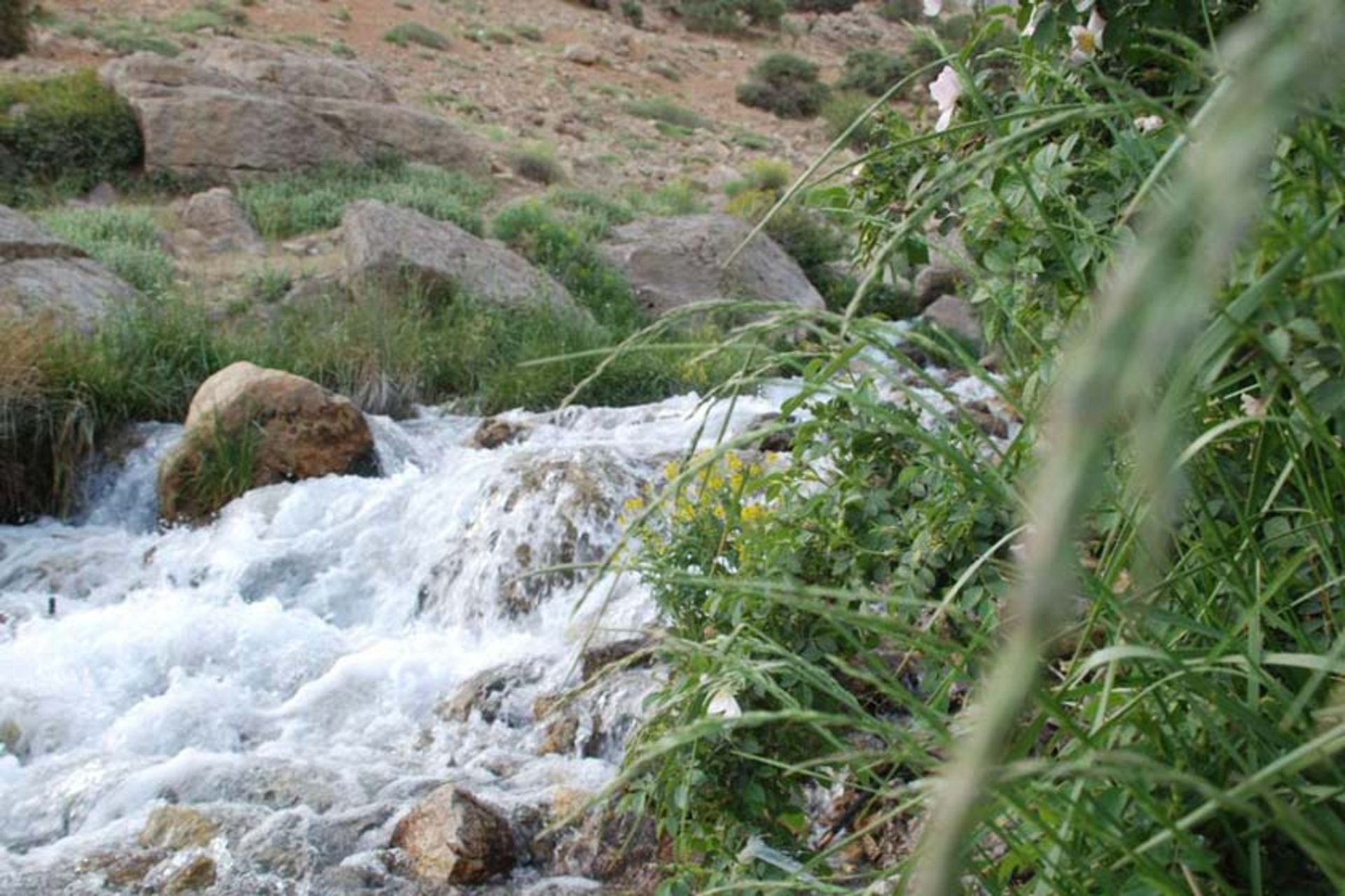 چشمه میشی