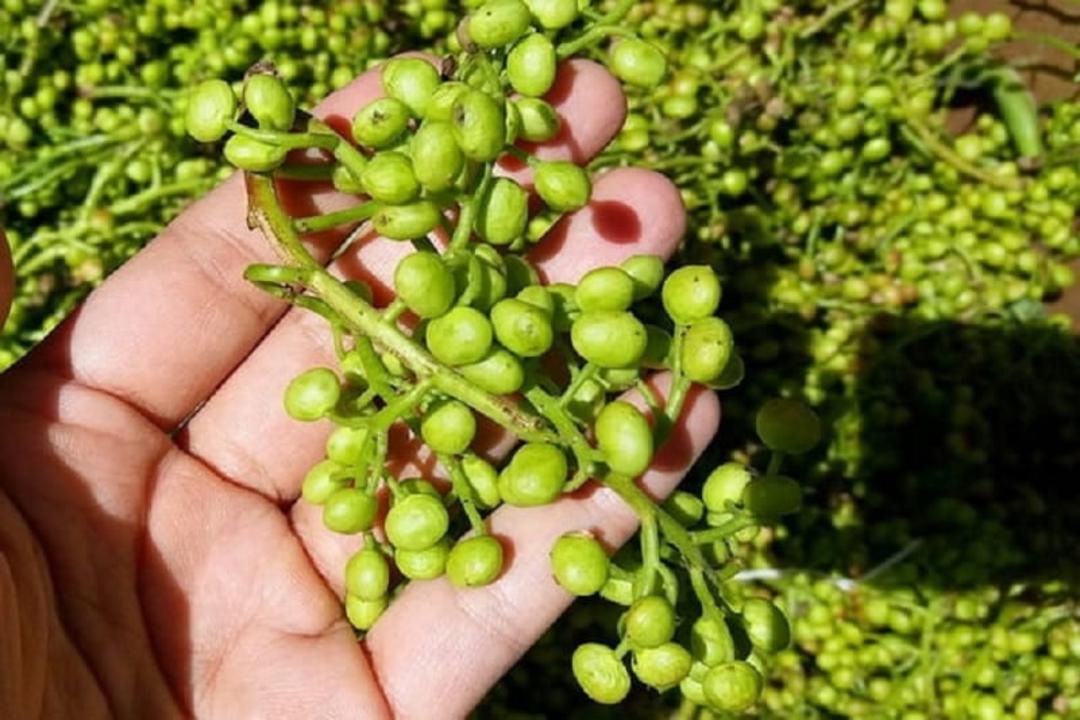 خورش پسته کوهی با مرغ