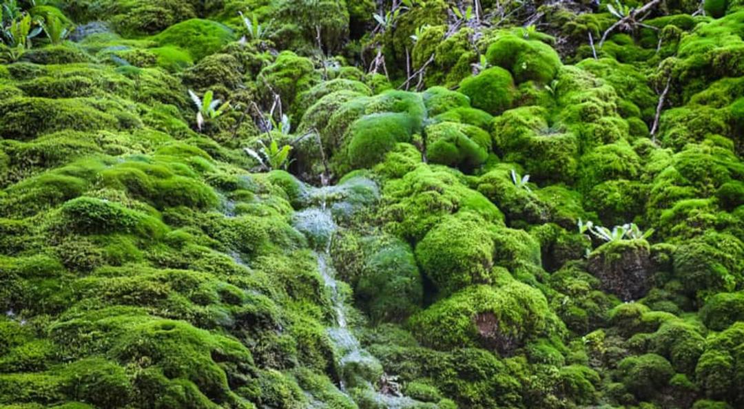 خزه‌های ابشار اسیاب خرابه
