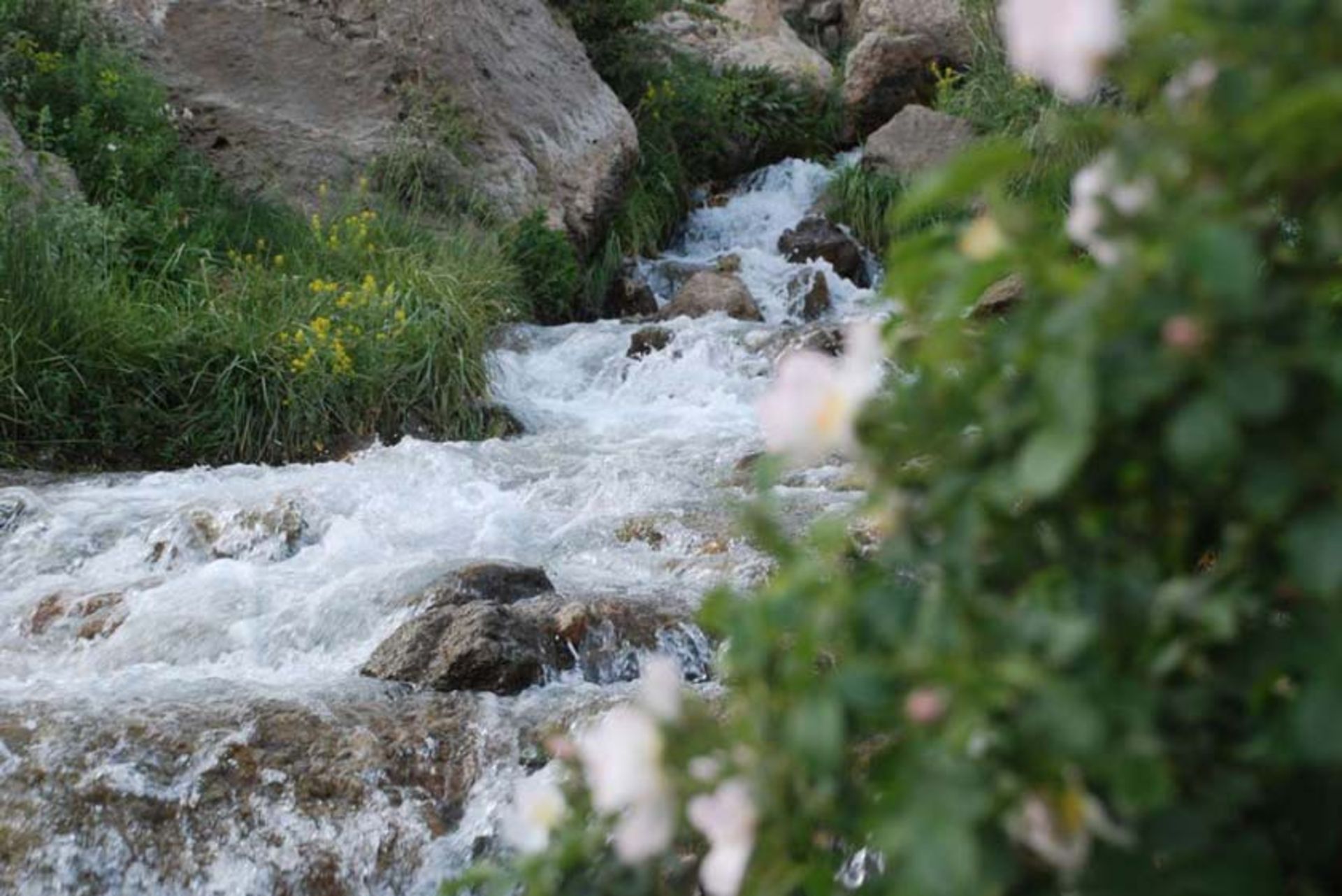 چشمه میشی